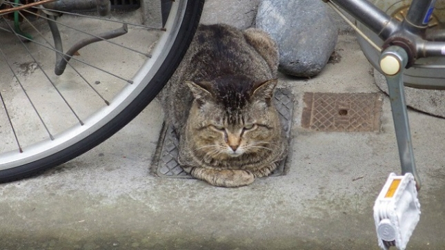 6-鉄板の上は涼しいです。053