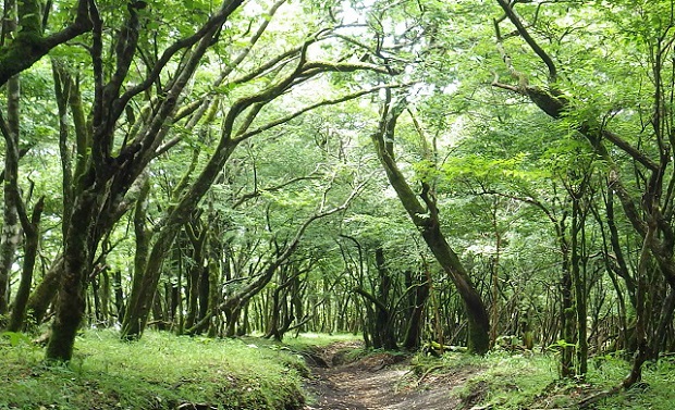 048木々のトンネル