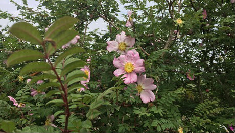 079サンショウバラ