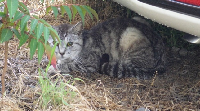 2-16-07-10車の下で雨風刺凌いでます