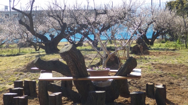 ⑦201小田原梅祭り170204