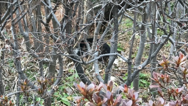②180220小田原猫4
