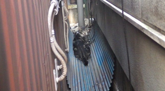 ⑥161024横丁024ブログ済