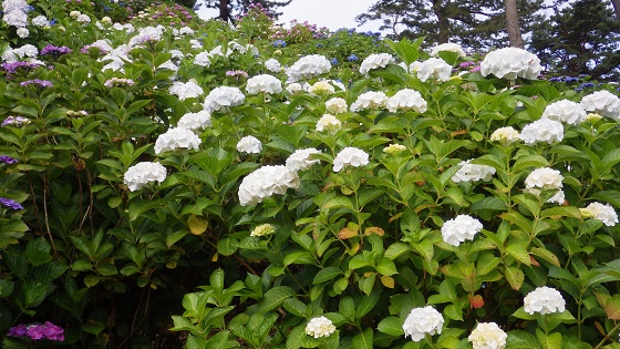 013あじさい部分2