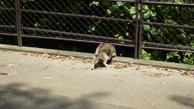 ⑤012小田原城内の猫1706