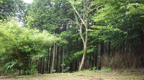 059不老山木々に囲まれ