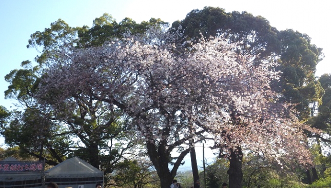②042小田原城170416