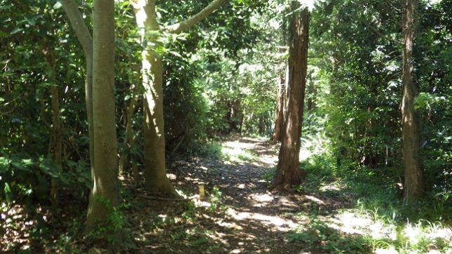 29多比口峠へ道