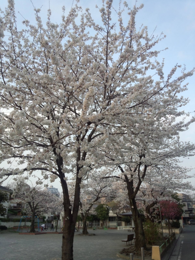 桜 公園