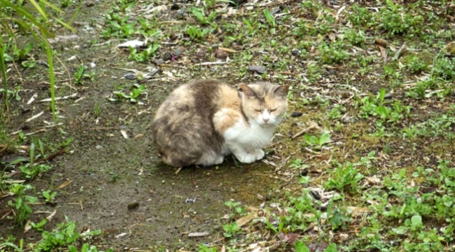 ②003650版徐々に土に同化