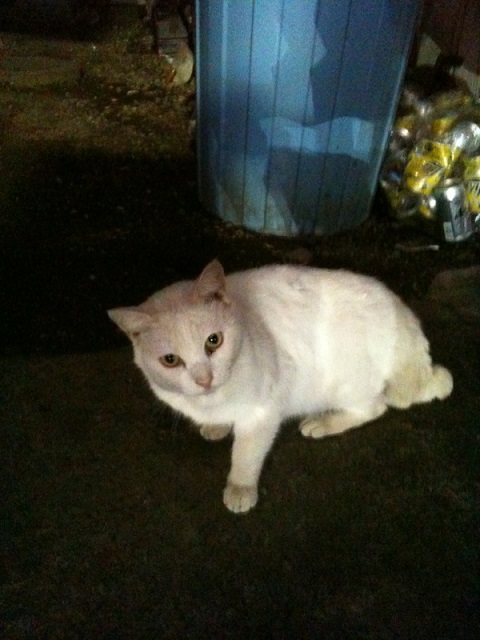 3夜道はあぶないよIMG_5249