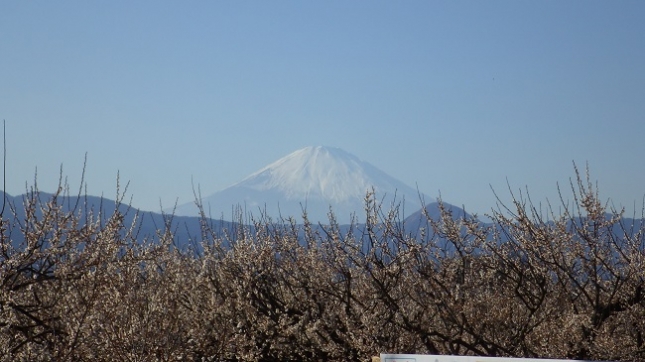 ⑨211小田原梅祭り170204