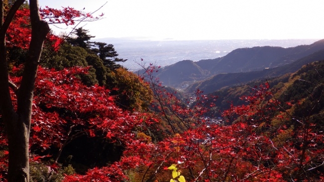 ⑤033幸福のベル
