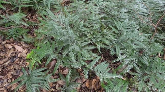 024湯坂路シダ群