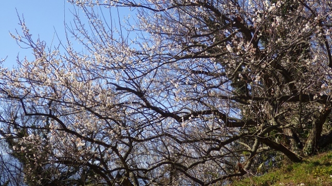 ⑰137曽我丘陵170204